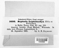 Septoria leptostachyae image
